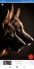 German Shepherd HD Wallpapers screenshot 7