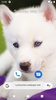 Cute Dog Wallpaper screenshot 9
