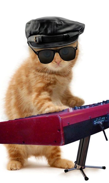 Funny Cats - Preview 12