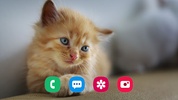 Cat Wallpaper screenshot 5