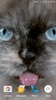 Cat Shake HD Live Wallpaper screenshot 12