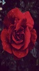 Rose wallpaper hd- Rose flower screenshot 5