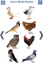 تعليم أسماء الطيور باللغة الانجليزية screenshot 5