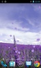 Lavender screenshot 1