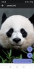 Panda HD Wallpapers screenshot 6