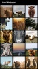 Cow Wallpapers screenshot 8