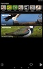 Bird Decoys screenshot 7