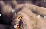 かわいい猫 ライブ壁紙 screenshot 6