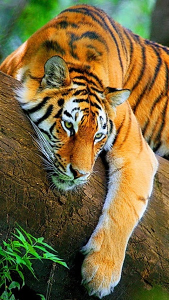 Tiger Live Wallpaper - Preview 4