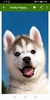 Husky puppies Wallpapers screenshot 10