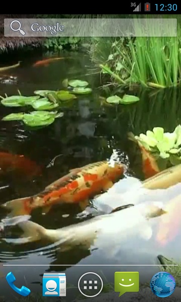 Japanese Koi Fish - Preview 6
