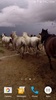 Wild Horses Live Wallpaper screenshot 6