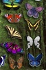 Butterfly Wallpaper screenshot 12