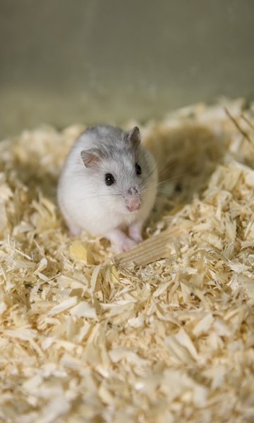 Hamster Wallpaper - Preview 2
