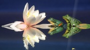 Water Lily Screensaver screenshot 3