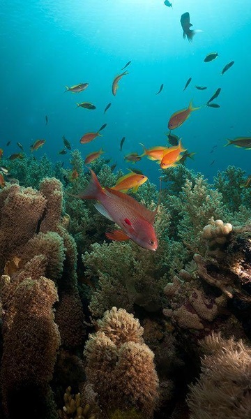 Ocean Fish Live Wallpaper - Preview 1