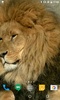 Lion HD Live Wallpaper screenshot 3