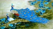 Peacock Wallpapers screenshot 3