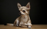 ???? Chihuahua Wallpapers - Dog Wallpaper screenshot 4