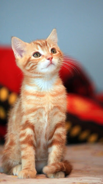 Interactive Kitten - Preview 4