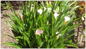 SSuite HD Floral WallPaper Vol1&2 screenshot 4