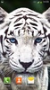 सफेद बाघ लाइव वॉलपेपर screenshot 10