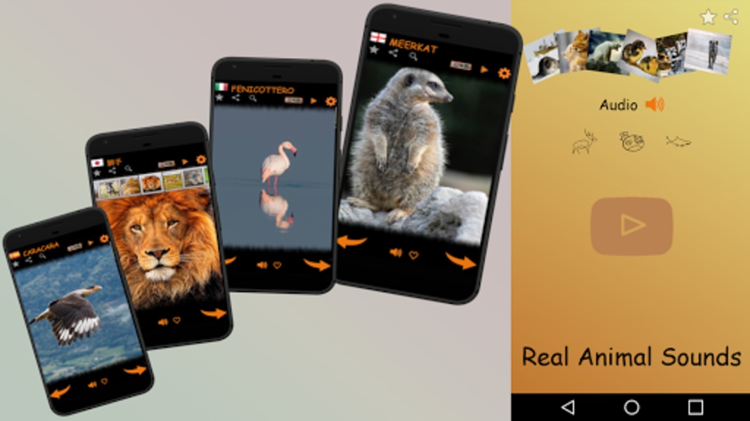 Real Animal Sounds - Preview 8