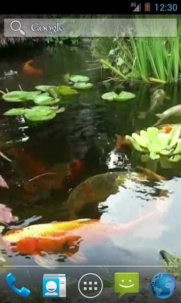 Japanese Koi Fish - Preview 3