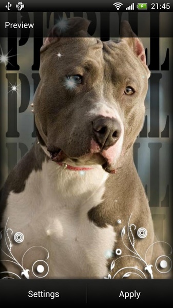 Pitbull Dog Live Wallpaper - Preview 2