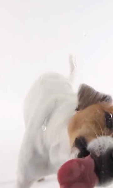 Dog Lick Screen Live Wallpaper - Preview 2