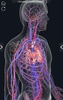 Circulatory System Anatomy screenshot 2