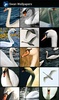 Swan Wallpapers screenshot 2