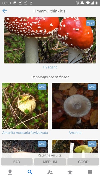 Mushroom Identificator - Preview 6