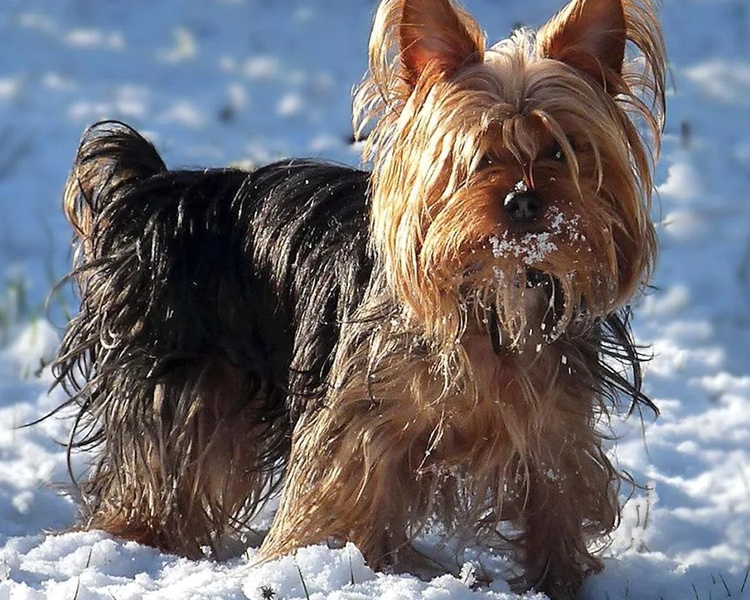 Yorkshire Terriers Wallpapers - Preview 2