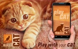 BlaBlaCat: Cats Sounds screenshot 3