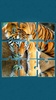 Tigers Jigsaw Puzzle screenshot 15