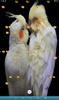 Love Birds Live Wallpaper screenshot 2