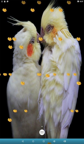 Love Birds Live Wallpaper - Preview 2