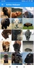Buffalo Wallpaper: HD images, Free Pics download screenshot 4
