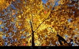 Autumn Wallpaper screenshot 16