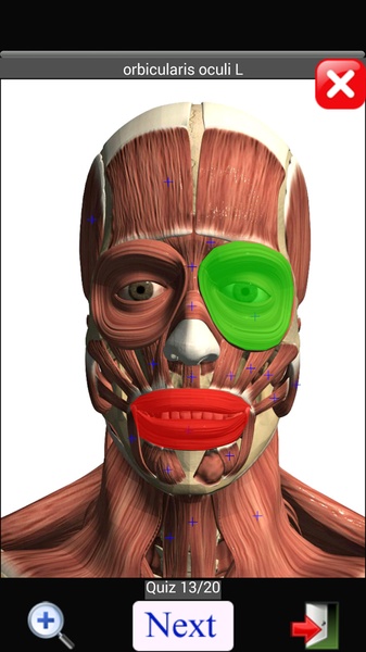 Anatomy Quiz Lite - Preview 14