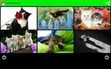 Cats Wallpapers screenshot 4