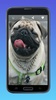 Amazing Pugs Wallpapers screenshot 7