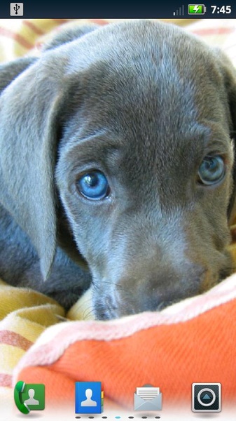 Lovable Labs Live Wallpaper - Preview 4