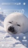Baby Seal Theme screenshot 1