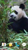 Panda Video Wallpaper screenshot 5