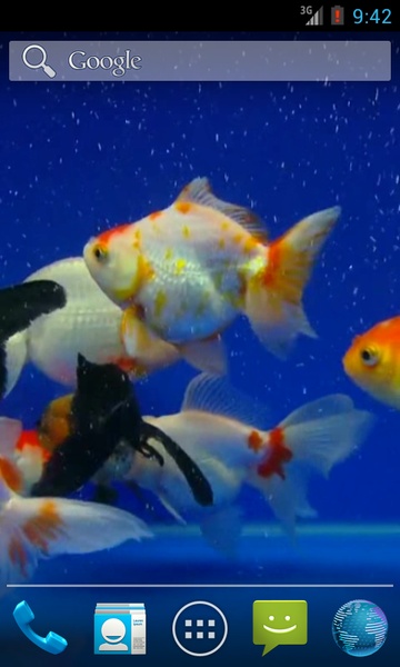 Gold Fish - Preview 2