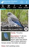 Audubon Bird Guide screenshot 4