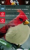 GOSMS angrybirdsrealistic Theme screenshot 5