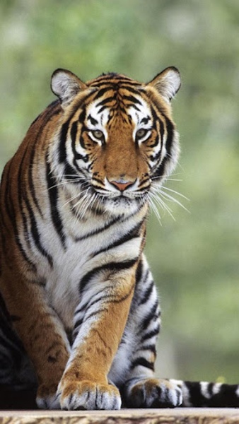 Tiger Live Wallpaper - Preview 5